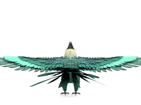 Cockatiel Parrot 3D Model