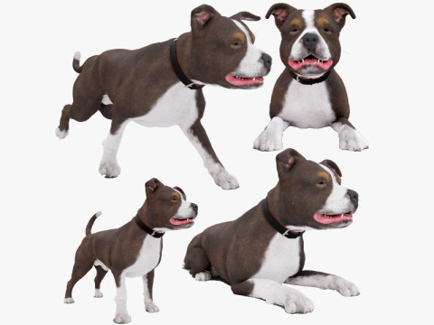 Bull Dog 3D Модель