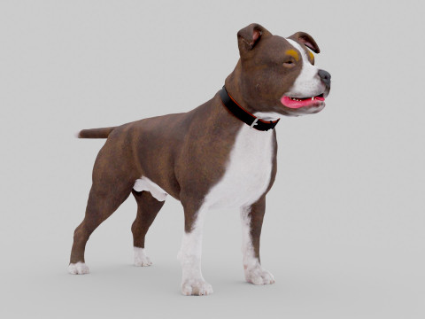 Bull Dog Model 3D