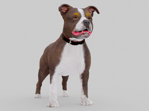 Bull Dog Model 3D