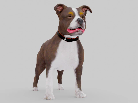 Bull Dog 3D Model