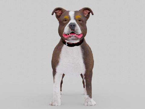 Bull Dog Model 3D
