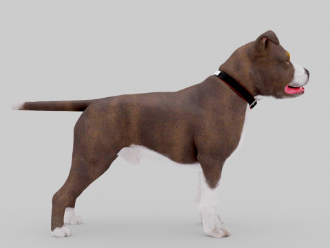 Bull Dog Model 3D