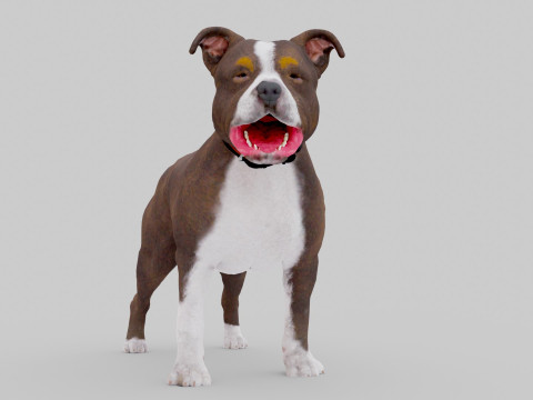 Bull Dog Model 3D