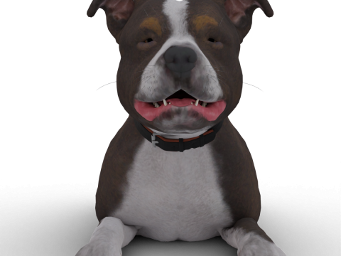 Bull Dog Model 3D
