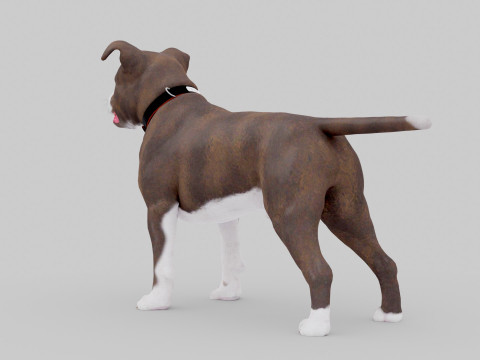 Bull Dog Model 3D