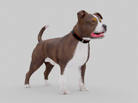 Bull Dog 3D Model