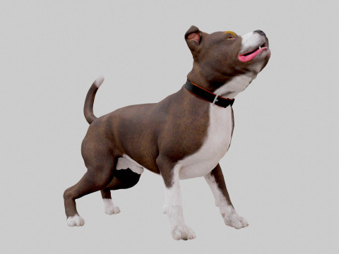 Bull Dog Model 3D
