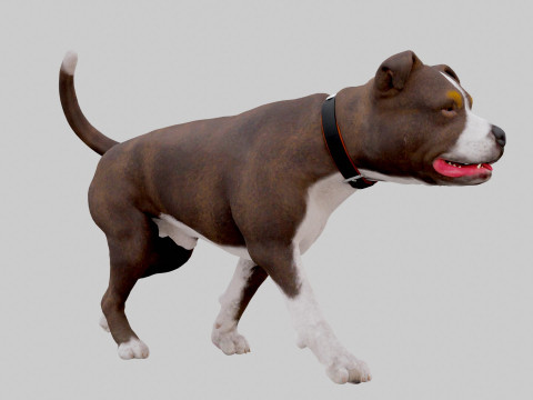 Bull Dog Model 3D