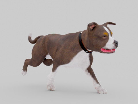Bull Dog Model 3D