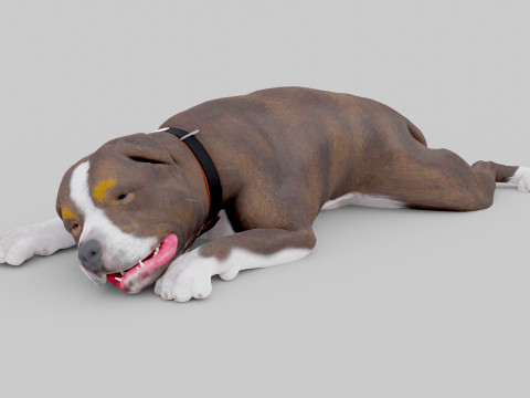 Bull Dog Model 3D