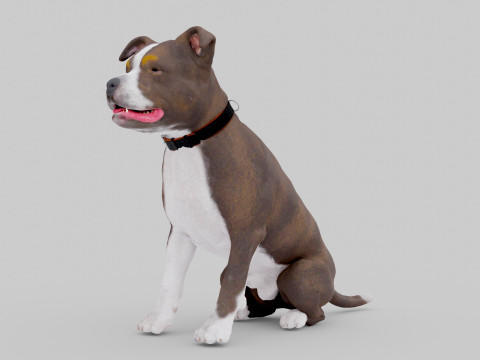 Bull Dog Model 3D