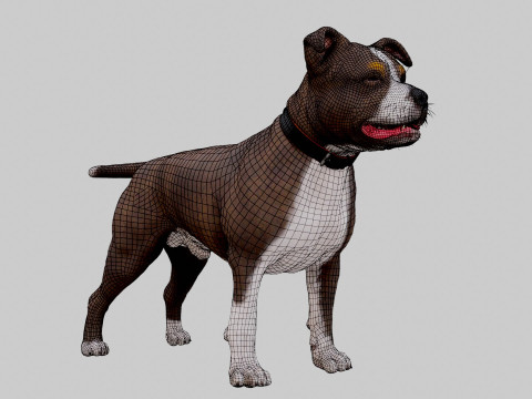 Bull Dog Model 3D
