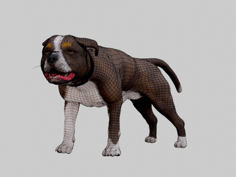 Bull Dog Model 3D