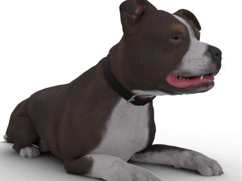 Bull Dog 3D Model