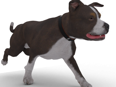Bull Dog Model 3D
