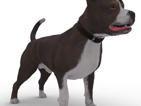 Bull Dog Model 3D