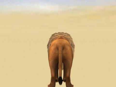 Male Lion Ready for Game and Animation Modello 3D