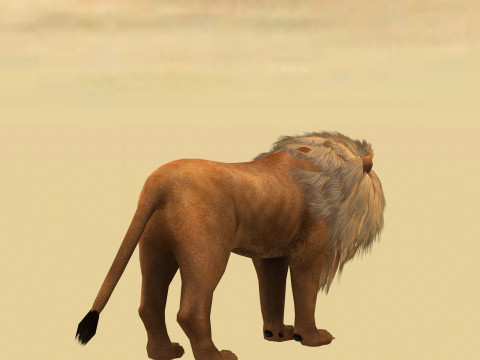 Male Lion Ready for Game and Animation Modello 3D