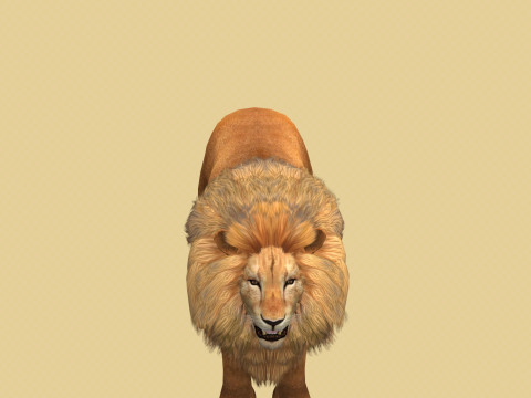 Male Lion Ready for Game and Animation Modello 3D