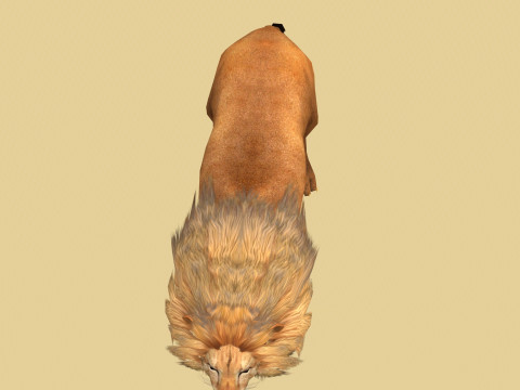 Male Lion Ready for Game and Animation Modello 3D