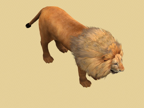 Male Lion Ready for Game and Animation Modello 3D