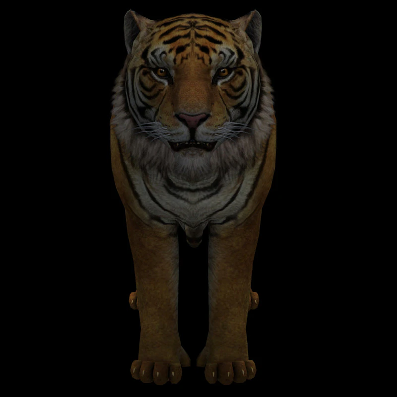 Tiger Ready for Game and Animation 3D Model .c4d .max .obj .3ds .fbx .stl .blend