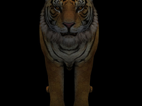 Tiger Ready for Game and Animation Modelo 3D