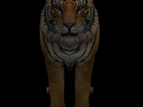 Tiger Ready for Game and Animation 3D Model