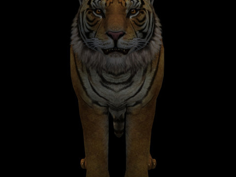 Tiger Ready for Game and Animation 3D Модель