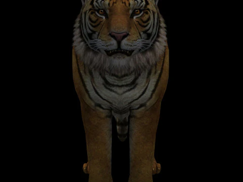Tiger Ready for Game and Animation 3D Model