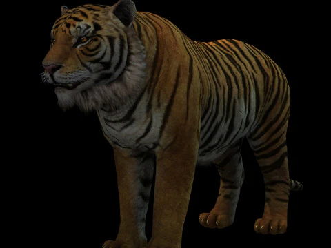 Tiger Ready for Game and Animation 3D Model