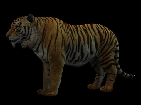 Tiger Ready for Game and Animation 3D Model