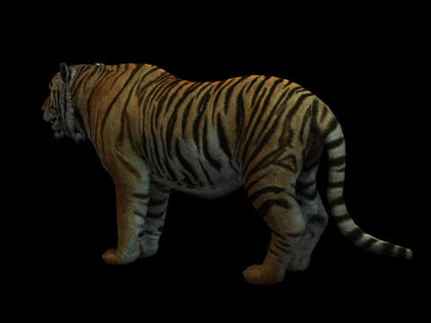Tiger Ready for Game and Animation 3D Model
