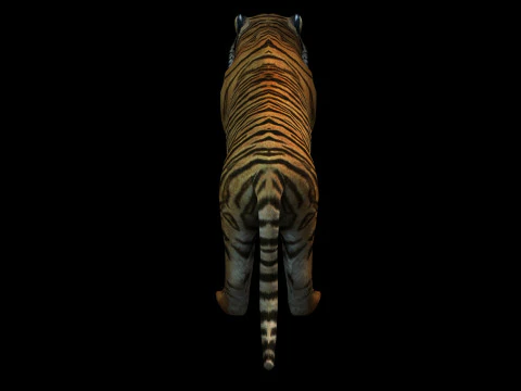 Tiger Ready for Game and Animation 3D Model