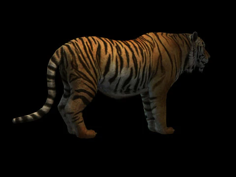 Tiger Ready for Game and Animation 3D Model