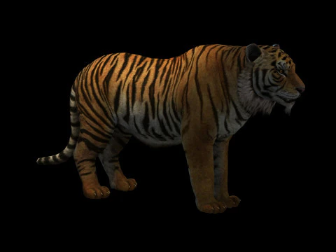 Tiger Ready for Game and Animation 3D Model
