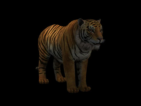 Tiger Ready for Game and Animation 3D Model