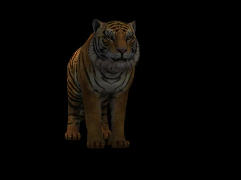 Tiger Ready for Game and Animation 3D Model