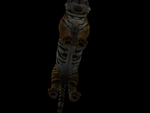 Tiger Ready for Game and Animation 3D Model