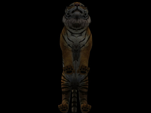 Tiger Ready for Game and Animation 3D Модель