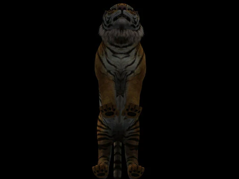 Tiger Ready for Game and Animation 3D Model