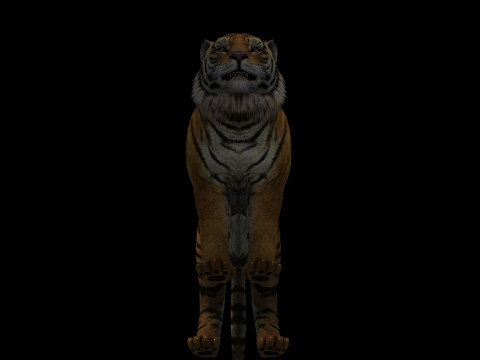 Tiger Ready for Game and Animation 3D Модель