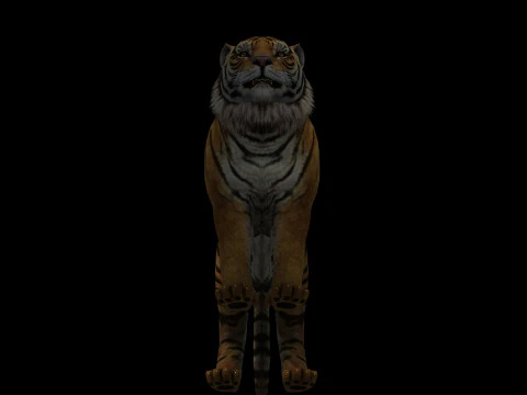 Tiger Ready for Game and Animation 3D Model