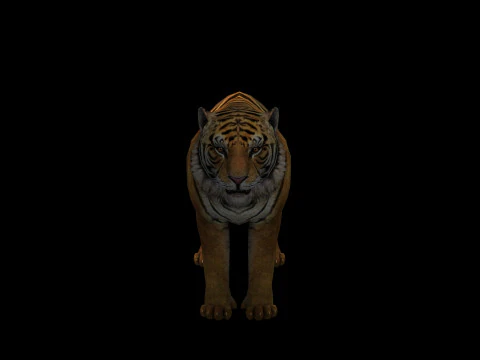 Tiger Ready for Game and Animation 3D Model