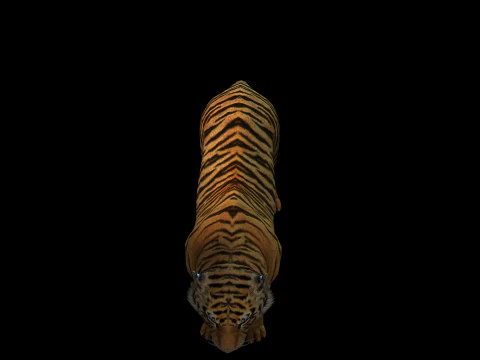 Tiger Ready for Game and Animation 3D Model