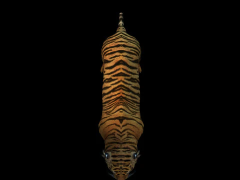 Tiger Ready for Game and Animation 3D Model