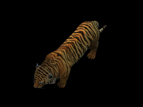 Tiger Ready for Game and Animation 3D Модель