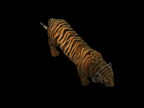 Tiger Ready for Game and Animation 3D Model