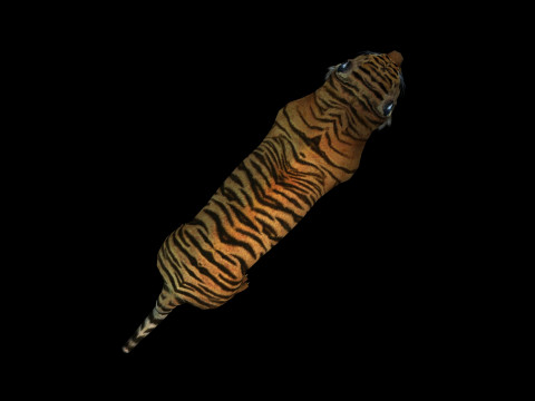 Tiger Ready for Game and Animation 3D Модель
